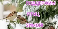 Акция "Поддержим птиц зимой"
